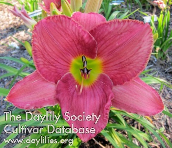 Daylily Madame Curie